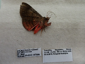  ( - IAvH-E-187906)  @11 [ ] Copyright (2019) Rodolphe Rougerie Museum national d'Histoire naturelle