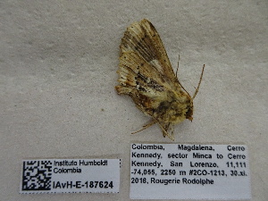  ( - IAvH-E-187624)  @11 [ ] Copyright (2019) Rodolphe Rougerie Museum national d'Histoire naturelle