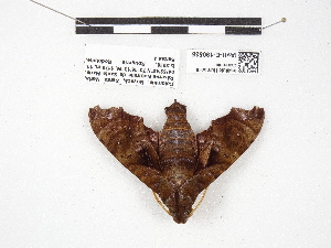  ( - IAvH-E-190535b)  @11 [ ] Copyright (2020) Rodolphe Rougerie Museum national d'Histoire naturelle