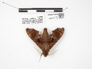  ( - IAvH-E-190543)  @11 [ ] Copyright (2020) Rodolphe Rougerie Museum national d'Histoire naturelle