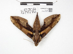  ( - IAvH-E-190525b)  @11 [ ] Copyright (2020) Rodolphe Rougerie Museum national d'Histoire naturelle