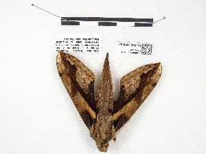 ( - IAvH-E-190620)  @11 [ ] Copyright (2020) Rodolphe Rougerie Museum national d'Histoire naturelle
