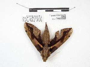  ( - IAvH-E-190621)  @11 [ ] Copyright (2020) Rodolphe Rougerie Museum national d'Histoire naturelle