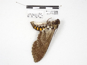  ( - IAvH-E-201120)  @11 [ ] Copyright (2020) Rodolphe Rougerie Museum national d'Histoire naturelle