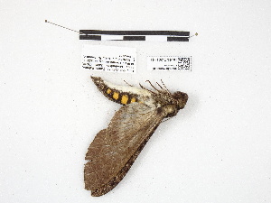  ( - IAvH-E-201111)  @11 [ ] Copyright (2020) Rodolphe Rougerie Museum national d'Histoire naturelle