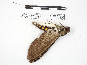  ( - IAvH-E-201110)  @11 [ ] Copyright (2020) Rodolphe Rougerie Museum national d'Histoire naturelle