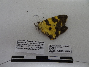  ( - IAvH-E-189364)  @11 [ ] Copyright (2019) Rodolphe Rougerie Museum national d'Histoire naturelle