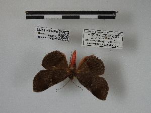  ( - IAvH-E-189778)  @11 [ ] Copyright (2019) Rodolphe Rougerie Museum national d'Histoire naturelle