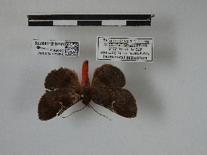  ( - IAvH-E-189775)  @11 [ ] Copyright (2019) Rodolphe Rougerie Museum national d'Histoire naturelle