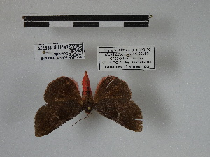  ( - IAvH-E-189779)  @11 [ ] Copyright (2019) Rodolphe Rougerie Museum national d'Histoire naturelle