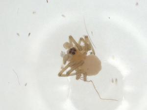  ( - CBG-A23524-E02)  @11 [ ] CreativeCommons - Attribution Share - Alike (2024) Centre for Biodiversity Genomics Centre for Biodiversity Genomics