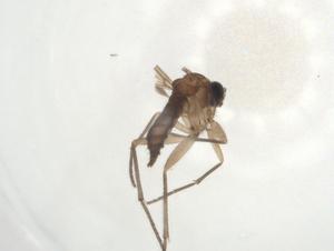  ( - CBG-A25499-B08)  @11 [ ] CreativeCommons - Attribution Share - Alike (2024) Centre for Biodiversity Genomics Centre for Biodiversity Genomics