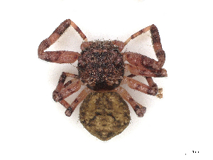  (Apyretina - CBG-A27622-H11)  @11 [ ] CreativeCommons - Attribution Share-Alike (2024) CBG Photography Group Centre for Biodiversity Genomics