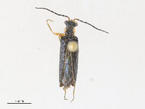  ( - CBG-A30091-E07)  @11 [ ] CreativeCommons - Attribution Share - Alike (2024) CBG Photography Group Centre for Biodiversity Genomics