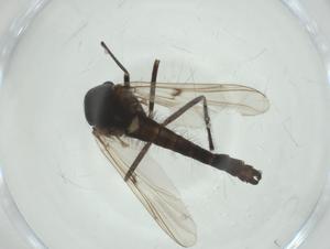  ( - CBG-A30507-C03)  @11 [ ] CreativeCommons - Attribution Share - Alike (2024) Centre for Biodiversity Genomics Centre for Biodiversity Genomics