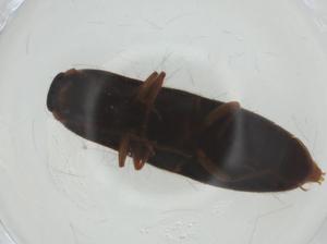  ( - CBG-A30511-B05)  @11 [ ] CreativeCommons - Attribution Share - Alike (2024) Centre for Biodiversity Genomics Centre for Biodiversity Genomics