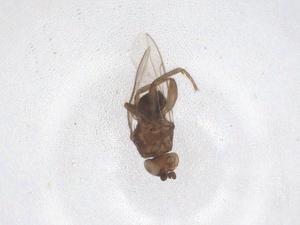  ( - CBG-A43257-G02)  @11 [ ] CreativeCommons - Attribution Share - Alike (2024) Centre for Biodiversity Genomics Centre for Biodiversity Genomics