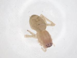  ( - CBG-A43261-F05)  @11 [ ] CreativeCommons - Attribution Share - Alike (2024) Centre for Biodiversity Genomics Centre for Biodiversity Genomics