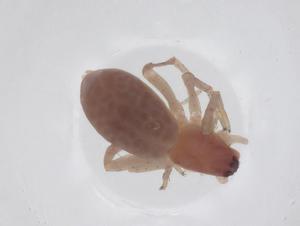  ( - CBG-A45869-C07)  @11 [ ] CreativeCommons - Attribution Share - Alike (2024) Centre for Biodiversity Genomics Centre for Biodiversity Genomics