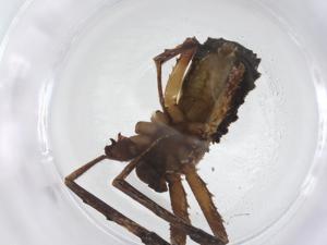  (Thomisus zuluanus - CBG-A46459-B12)  @11 [ ] CreativeCommons - Attribution Share - Alike (2024) Centre for Biodiversity Genomics Centre for Biodiversity Genomics