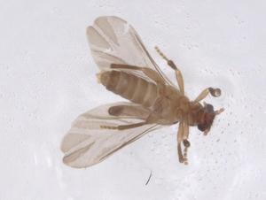  (Jurasaidae - CBG-A47079-D03)  @11 [ ] CreativeCommons - Attribution Share - Alike (2024) Centre for Biodiversity Genomics Centre for Biodiversity Genomics