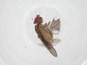  (Stiphrosoma sororium - CBG-A47247-F04)  @11 [ ] CreativeCommons - Attribution Share - Alike (2024) Centre for Biodiversity Genomics Centre for Biodiversity Genomics