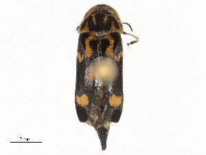  ( - CBG-A54512-B12)  @11 [ ] CreativeCommons - Attribution Share-Alike (2024) CBG Photography Group Centre for Biodiversity Genomics