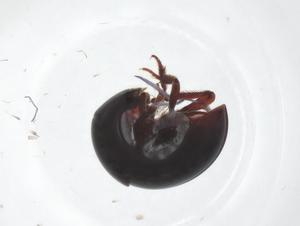  ( - CBG-A56451-H05)  @11 [ ] CreativeCommons - Attribution Share - Alike (2024) Centre for Biodiversity Genomics Centre for Biodiversity Genomics