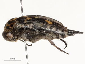  ( - CBG-A58650-H04)  @11 [ ] CreativeCommons - Attribution Share - Alike (2024) CBG Photography Group Centre for Biodiversity Genomics