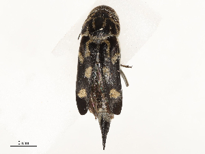  ( - CBG-A58652-G11)  @11 [ ] CreativeCommons - Attribution Share - Alike (2025) CBG Photography Group Centre for Biodiversity Genomics