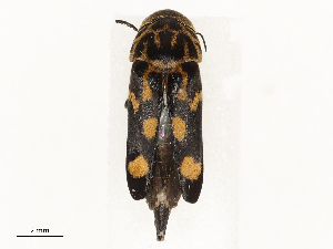  ( - CBG-A58653-C06)  @11 [ ] CreativeCommons - Attribution Share - Alike (2025) CBG Photography Group Centre for Biodiversity Genomics
