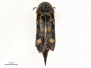  ( - CBG-A58653-G03)  @11 [ ] CreativeCommons - Attribution Share - Alike (2025) CBG Photography Group Centre for Biodiversity Genomics