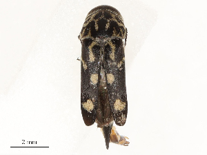  ( - CBG-A58653-H07)  @11 [ ] CreativeCommons - Attribution Share - Alike (2025) CBG Photography Group Centre for Biodiversity Genomics