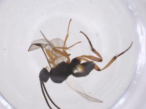  ( - CBG-A59737-C03)  @11 [ ] CreativeCommons - Attribution Share - Alike (2024) Centre for Biodiversity Genomics Centre for Biodiversity Genomics