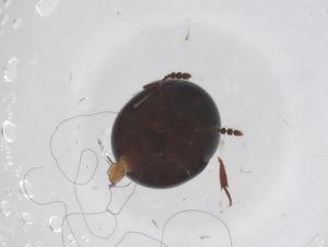  ( - CBG-A59744-D07)  @11 [ ] CreativeCommons - Attribution Share - Alike (2024) Centre for Biodiversity Genomics Centre for Biodiversity Genomics