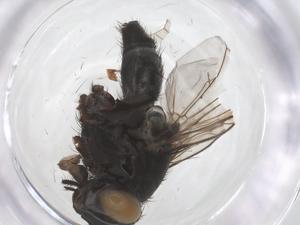  ( - CBG-A59758-G01)  @11 [ ] CreativeCommons - Attribution Share - Alike (2024) Centre for Biodiversity Genomics Centre for Biodiversity Genomics