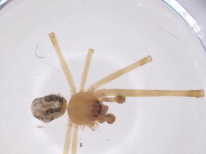  ( - CBG-A59768-D05)  @11 [ ] CreativeCommons - Attribution Share - Alike (2024) Centre for Biodiversity Genomics Centre for Biodiversity Genomics