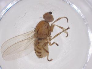  (Chyromya robusta - CBG-A59814-E03)  @11 [ ] CreativeCommons - Attribution Share - Alike (2024) Centre for Biodiversity Genomics Centre for Biodiversity Genomics