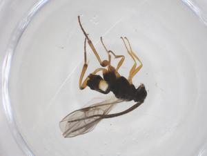  ( - CBG-A59827-C05)  @11 [ ] CreativeCommons - Attribution Share - Alike (2024) Centre for Biodiversity Genomics Centre for Biodiversity Genomics