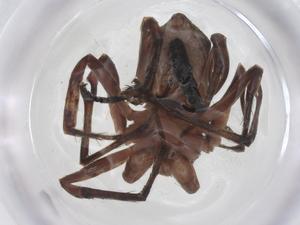  ( - CBG-A59828-E02)  @11 [ ] CreativeCommons - Attribution Share - Alike (2024) Centre for Biodiversity Genomics Centre for Biodiversity Genomics