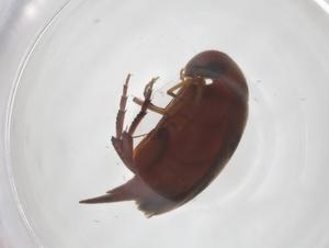  ( - CBG-A59842-H03)  @11 [ ] CreativeCommons - Attribution Share - Alike (2024) Centre for Biodiversity Genomics Centre for Biodiversity Genomics