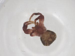  ( - CBG-A60065-B03)  @11 [ ] CreativeCommons - Attribution Share - Alike (2024) Centre for Biodiversity Genomics Centre for Biodiversity Genomics