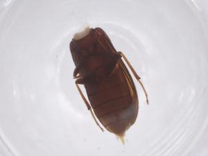  ( - CBG-A60081-E12)  @11 [ ] CreativeCommons - Attribution Share - Alike (2024) Centre for Biodiversity Genomics Centre for Biodiversity Genomics