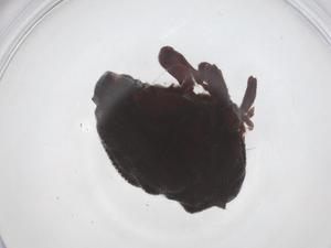  ( - CBG-A60082-C01)  @11 [ ] CreativeCommons - Attribution Share - Alike (2024) Centre for Biodiversity Genomics Centre for Biodiversity Genomics