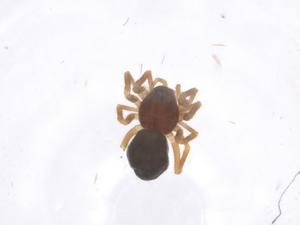  ( - CBG-A60087-E01)  @11 [ ] CreativeCommons - Attribution Share - Alike (2024) Centre for Biodiversity Genomics Centre for Biodiversity Genomics