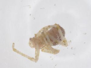  ( - CBG-A60088-C09)  @11 [ ] CreativeCommons - Attribution Share - Alike (2024) Centre for Biodiversity Genomics Centre for Biodiversity Genomics