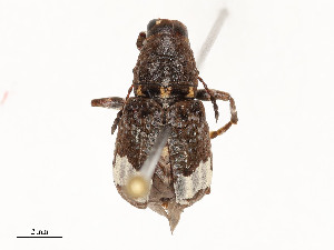  ( - CBG-A58591-D04)  @11 [ ] CreativeCommons - Attribution Share - Alike (2025) CBG Photography Group Centre for Biodiversity Genomics