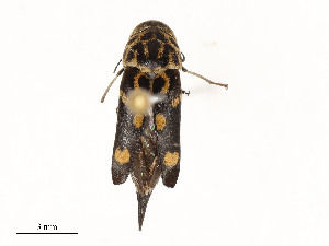  ( - CBG-A58591-E11)  @11 [ ] CreativeCommons - Attribution Share - Alike (2025) CBG Photography Group Centre for Biodiversity Genomics