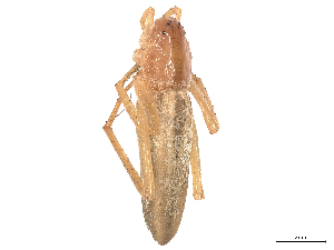  (Tibellus macellus - CBG-A59520-H08)  @11 [ ] CreativeCommons - Attribution (2025) CBG Photography Group Centre for Biodiversity Genomics