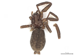  ( - CBG-A59520-H09)  @11 [ ] CreativeCommons - Attribution (2025) CBG Photography Group Centre for Biodiversity Genomics